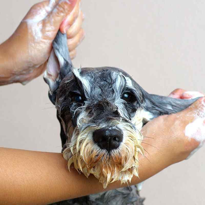 https://bohoandbarkpetgrooming.com/wp-content/uploads/2019/08/inner_gallery_01-1.jpg