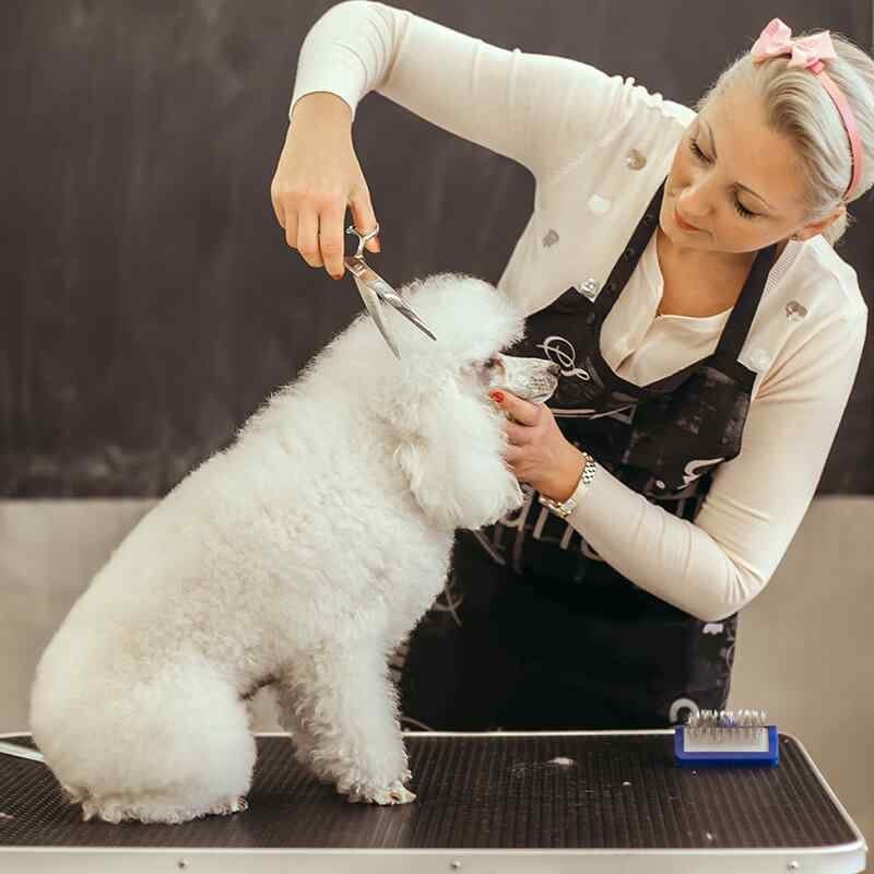 https://bohoandbarkpetgrooming.com/wp-content/uploads/2019/08/inner_gallery_03-1.jpg