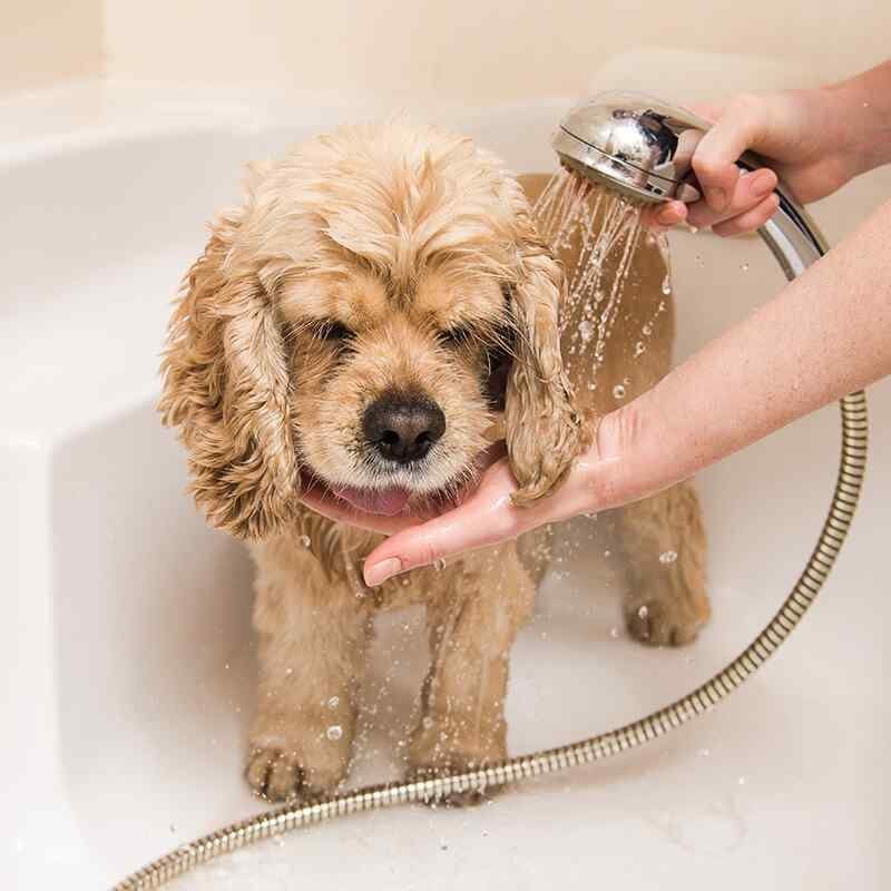 https://bohoandbarkpetgrooming.com/wp-content/uploads/2019/08/inner_gallery_05-1.jpg