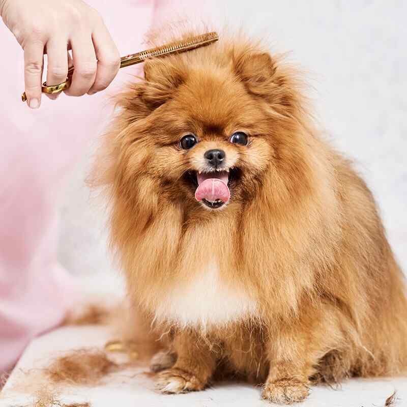 https://bohoandbarkpetgrooming.com/wp-content/uploads/2019/08/inner_gallery_07-1.jpg