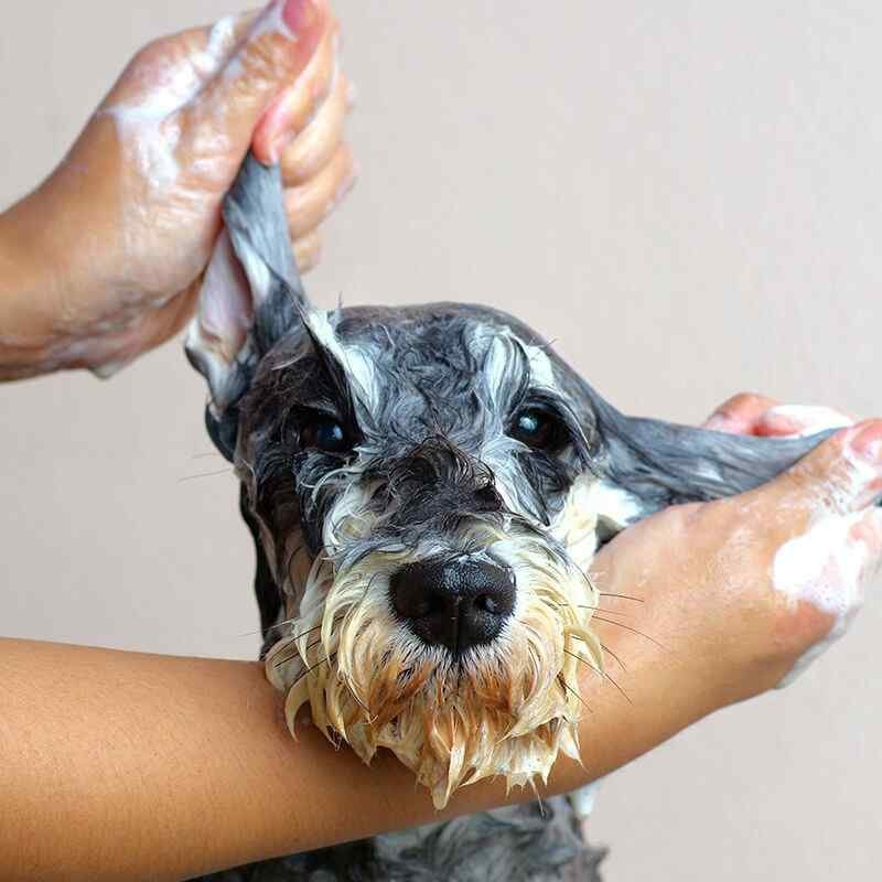 https://bohoandbarkpetgrooming.com/wp-content/uploads/2019/08/inner_image_02-1.jpg