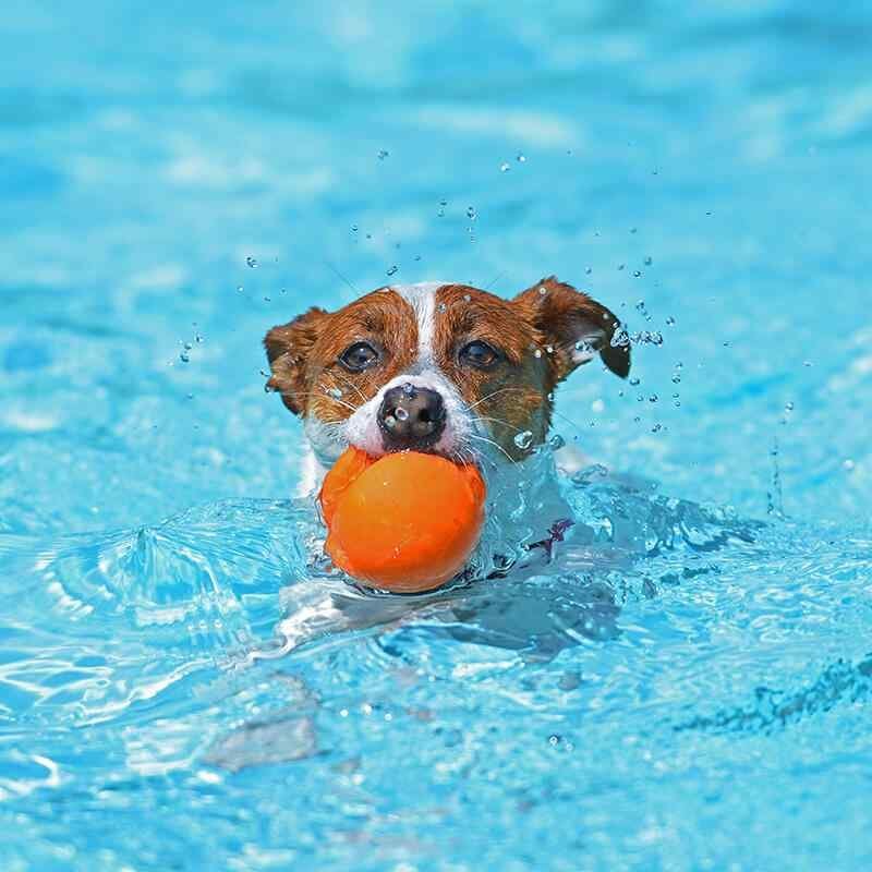 https://bohoandbarkpetgrooming.com/wp-content/uploads/2019/08/inner_image_03-1.jpg