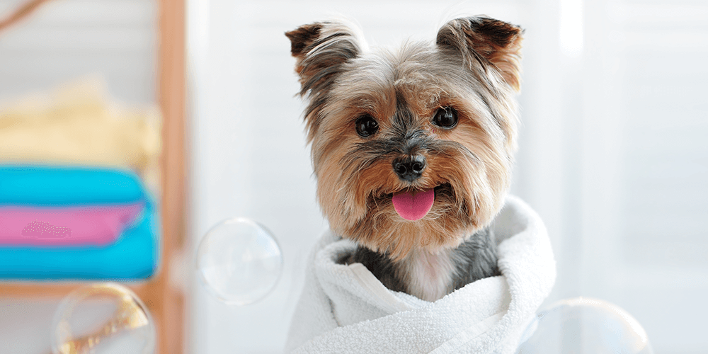 https://bohoandbarkpetgrooming.com/wp-content/uploads/2019/08/inner_image_maps_02-1.png
