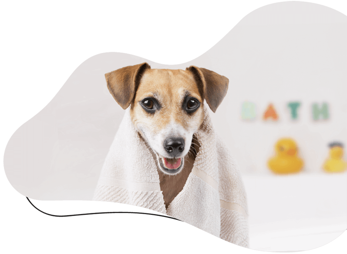 https://bohoandbarkpetgrooming.com/wp-content/uploads/2026/05/hero_image_01.png