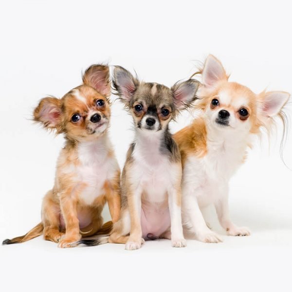 https://bohoandbarkpetgrooming.com/wp-content/uploads/2026/05/inner_gallery_02-600x600-1.jpg