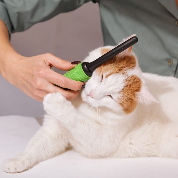 https://bohoandbarkpetgrooming.com/wp-content/uploads/2026/05/inner_gallery_04-600x600-1.jpg