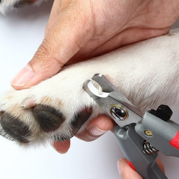 https://bohoandbarkpetgrooming.com/wp-content/uploads/2026/05/inner_gallery_08-600x600-1.jpg